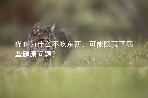 貓咪為什么不吃東西，可能隱藏了哪些健康問題？