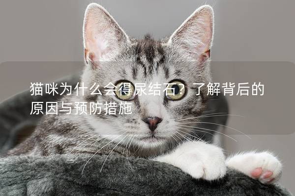 貓咪為什么會得尿結(jié)石？了解背后的原因與預(yù)防措施