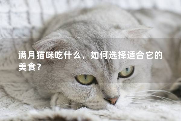 滿月貓咪吃什么，如何選擇適合它的美食？