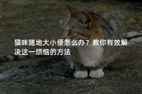 貓咪隨地大小便怎么辦？教你有效解決這一煩惱的方法