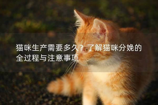 貓咪生產(chǎn)需要多久？了解貓咪分娩的全過程與注意事項(xiàng)