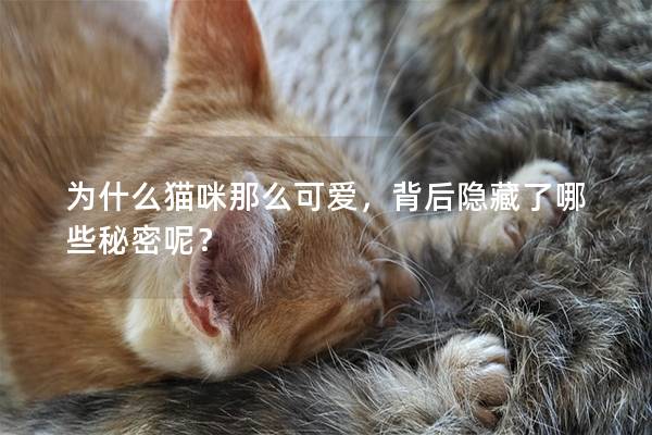為什么貓咪那么可愛，背后隱藏了哪些秘密呢？