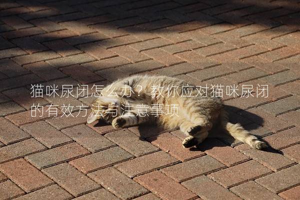 貓咪尿閉怎么辦？教你應對貓咪尿閉的有效方法與注意事項