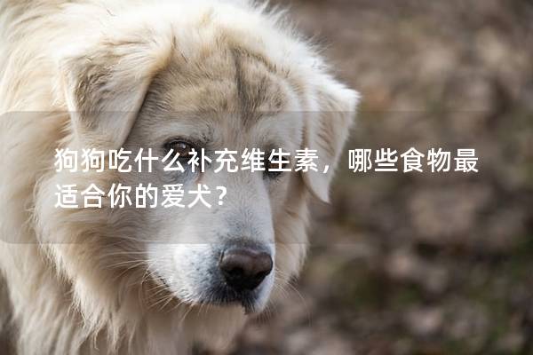 狗狗吃什么補(bǔ)充維生素，哪些食物最適合你的愛(ài)犬？