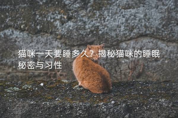 貓咪一天要睡多久？揭秘貓咪的睡眠秘密與習性
