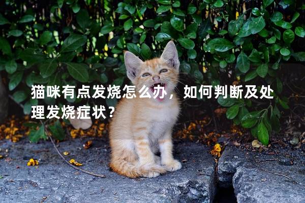 貓咪有點(diǎn)發(fā)燒怎么辦，如何判斷及處理發(fā)燒癥狀？