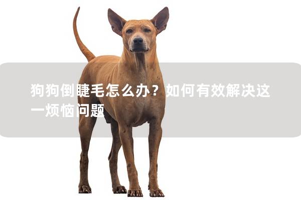 狗狗倒睫毛怎么辦？如何有效解決這一煩惱問(wèn)題