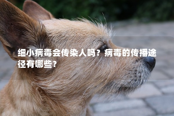 細小病毒會傳染人嗎？病毒的傳播途徑有哪些？