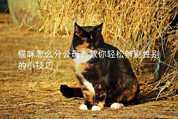 貓咪怎么分公母?教你輕松辨別性別的小技巧 貓咪怎么分公母?教你輕松辨別性別的小技巧