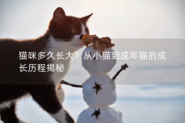 貓咪多久長大？從小貓到成年貓的成長歷程揭秘