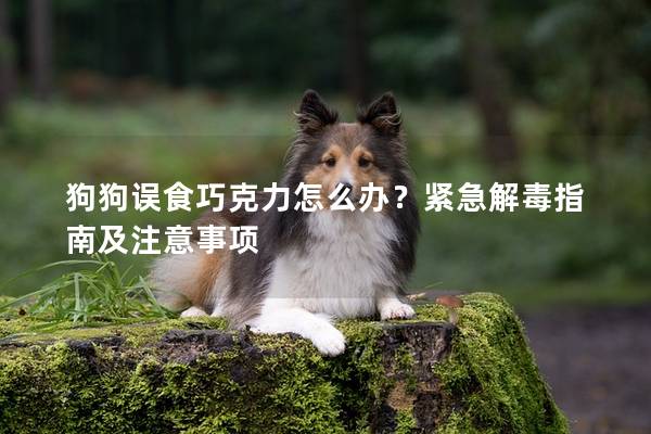 狗狗誤食巧克力怎么辦？緊急解毒指南及注意事項