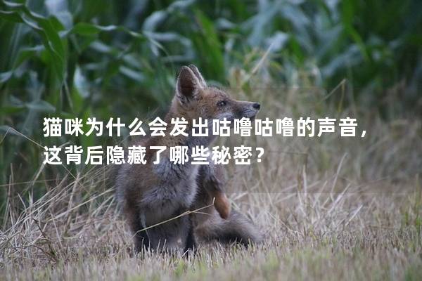 貓咪為什么會(huì)發(fā)出咕嚕咕嚕的聲音，這背后隱藏了哪些秘密？