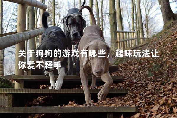 關(guān)于狗狗的游戲有哪些，趣味玩法讓你愛不釋手