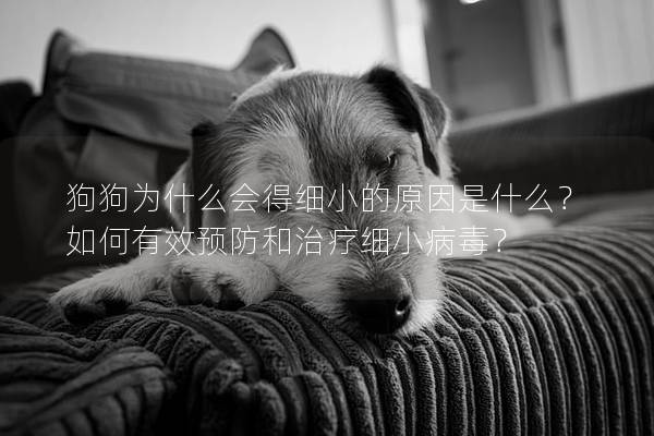 狗狗為什么會得細(xì)小的原因是什么？如何有效預(yù)防和治療細(xì)小病毒？
