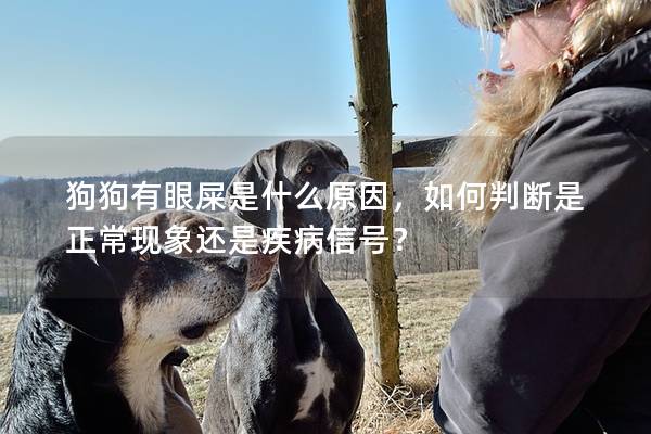 狗狗有眼屎是什么原因，如何判斷是正常現(xiàn)象還是疾病信號？