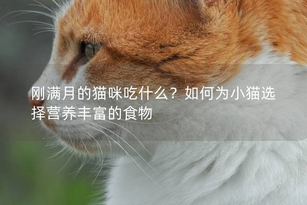 剛滿月的貓咪吃什么?如何為小貓選擇營養豐富的食物 剛滿月的貓咪吃什么?如何為小貓選擇營養豐富的食物