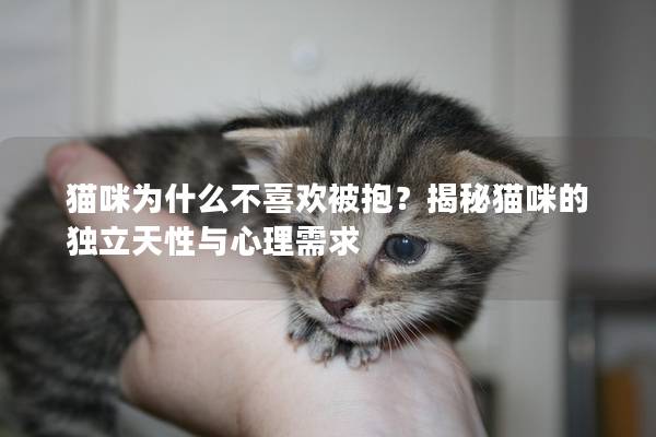 貓咪為什么不喜歡被抱？揭秘貓咪的獨立天性與心理需求