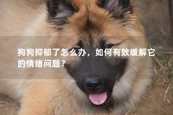 狗狗抑郁了怎么辦，如何有效緩解它的情緒問題？