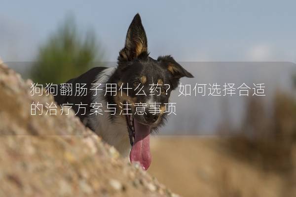 狗狗翻腸子用什么藥？如何選擇合適的治療方案與注意事項