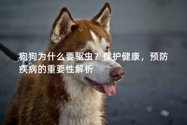 狗狗為什么要驅蟲？保護健康，預防疾病的重要性解析