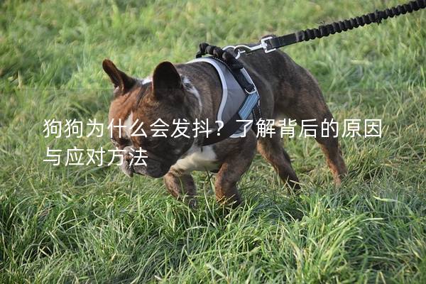 狗狗為什么會發抖？了解背后的原因與應對方法