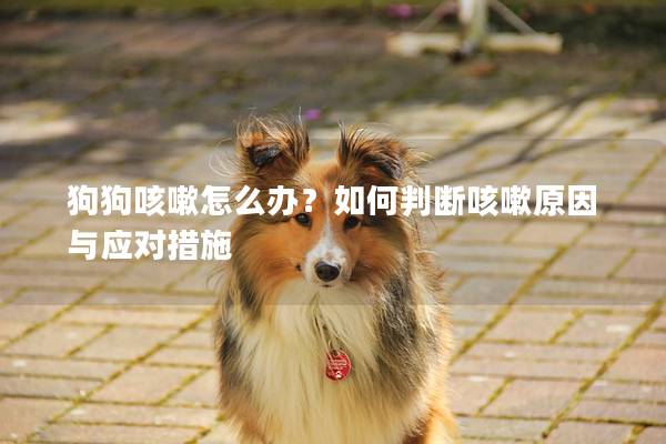 狗狗咳嗽怎么辦？如何判斷咳嗽原因與應對措施