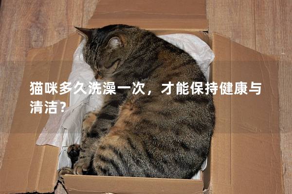 貓咪多久洗澡一次，才能保持健康與清潔？