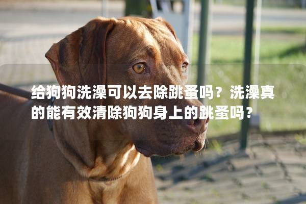 給狗狗洗澡可以去除跳蚤嗎？洗澡真的能有效清除狗狗身上的跳蚤嗎？