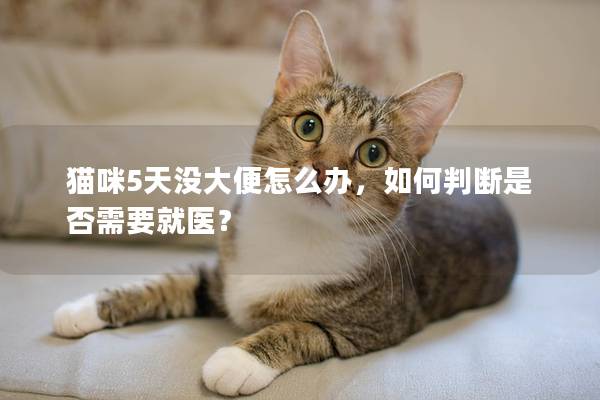 貓咪5天沒(méi)大便怎么辦，如何判斷是否需要就醫(yī)？