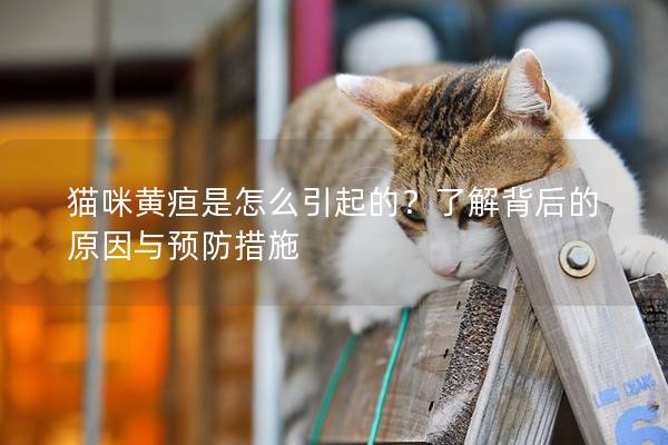 貓咪黃疸是怎么引起的？了解背后的原因與預防措施