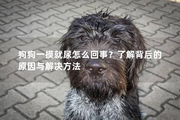 狗狗一摸就尿怎么回事？了解背后的原因與解決方法