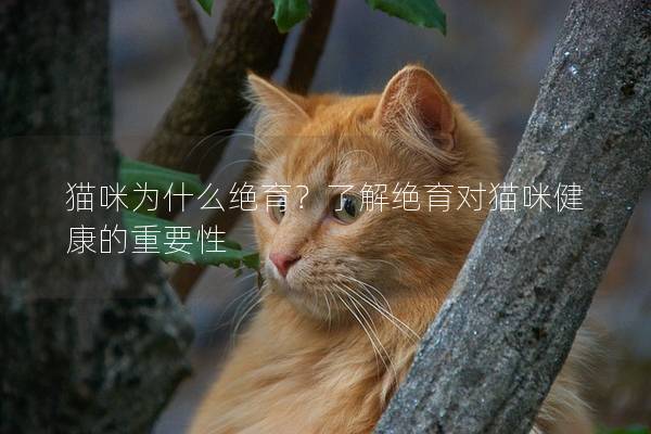 貓咪為什么絕育？了解絕育對(duì)貓咪健康的重要性