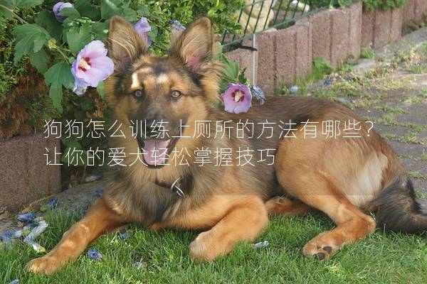 狗狗怎么訓練上廁所的方法有哪些？讓你的愛犬輕松掌握技巧