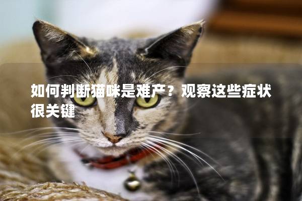 如何判斷貓咪是難產？觀察這些癥狀很關鍵