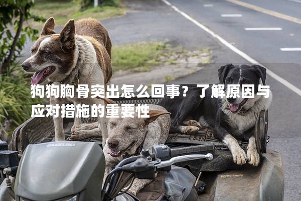 狗狗胸骨突出怎么回事？了解原因與應對措施的重要性