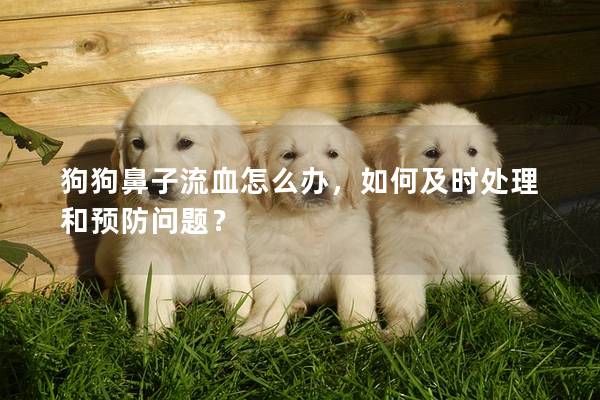 狗狗鼻子流血怎么辦，如何及時(shí)處理和預(yù)防問題？