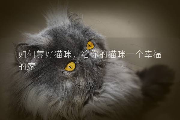 如何養(yǎng)好貓咪，給你的貓咪一個(gè)幸福的家