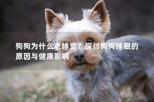 狗狗為什么老睡覺？探討狗狗睡眠的原因與健康影響
