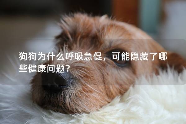狗狗為什么呼吸急促，可能隱藏了哪些健康問題？