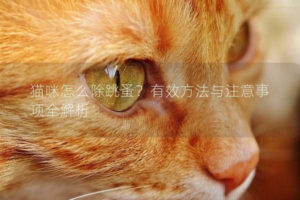 貓咪怎么除跳蚤？有效方法與注意事項全解析
