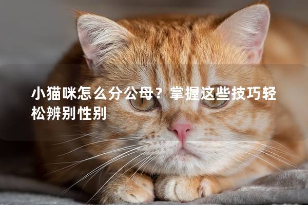 小貓咪怎么分公母？掌握這些技巧輕松辨別性別