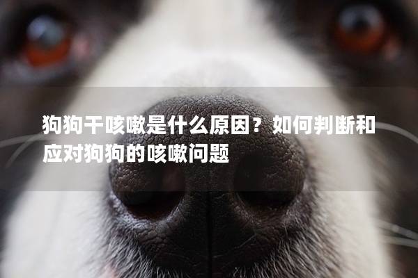 狗狗干咳嗽是什么原因？如何判斷和應對狗狗的咳嗽問題