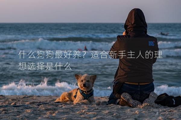 什么狗狗最好養?適合新手主人的理想選擇是什么 什么狗狗最好養?適合新手主人的理想選擇是什么