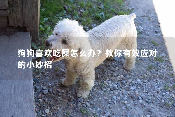 狗狗喜歡吃屎怎么辦？教你有效應對的小妙招