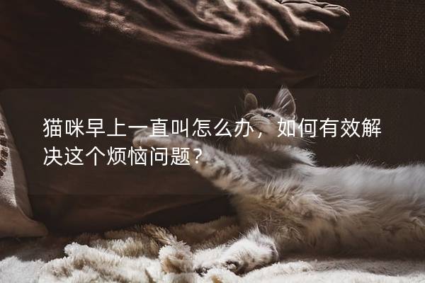 貓咪早上一直叫怎么辦，如何有效解決這個(gè)煩惱問(wèn)題？