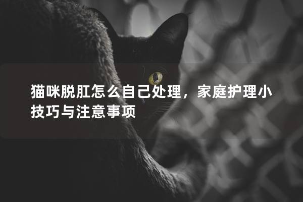 貓咪脫肛怎么自己處理，家庭護理小技巧與注意事項