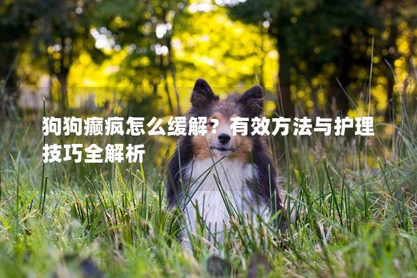 狗狗癲瘋怎么緩解？有效方法與護理技巧全解析