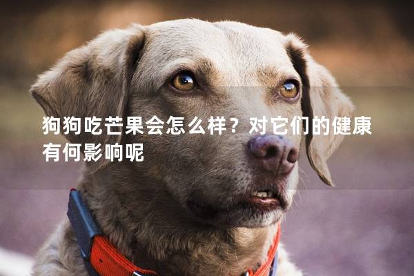 狗狗吃芒果會怎么樣？對它們的健康有何影響呢