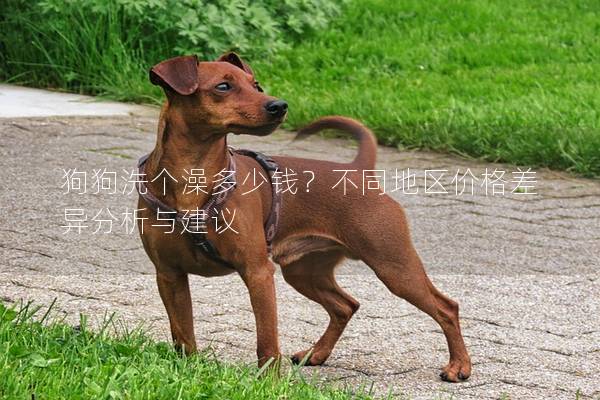 狗狗洗個澡多少錢？不同地區價格差異分析與建議