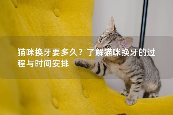 貓咪換牙要多久？了解貓咪換牙的過(guò)程與時(shí)間安排